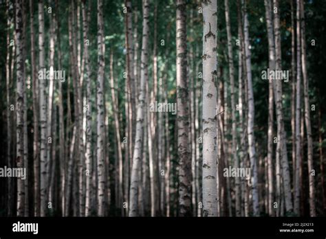 Birch trees in the forest at Lake Siljan in Dalarna, Sweden Stock Photo ...