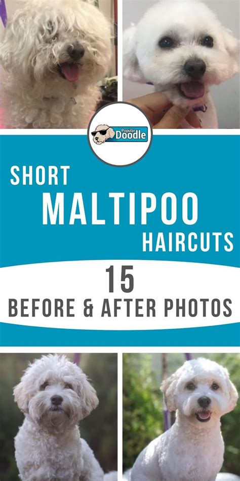 Short Maltipoo Haircut Ideas: 15 Before and After Photos! | Maltipoo ...