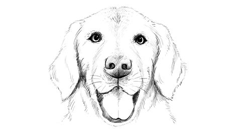 88+ Realistic Golden Retriever Drawing Easy - l2sanpiero