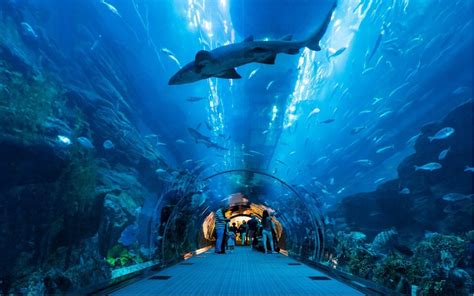 Aquatic zoo in Africa | The Palmeraie of Marrakesh city welcomes the ...