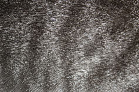 Gray Tabby Fur Texture Picture | Free Photograph | Photos Public Domain