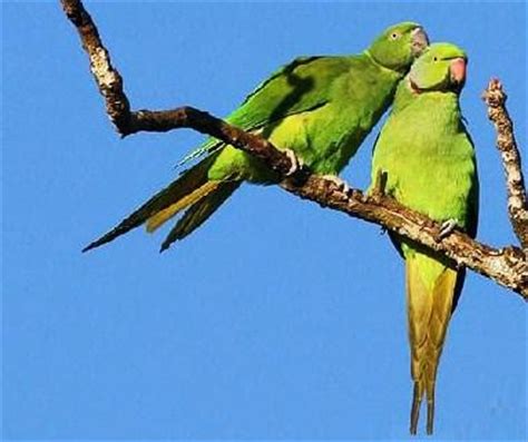 Birds of the World: Mauritius parakeet