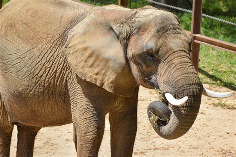 African Elephant Conservation at The Maryland Zoo