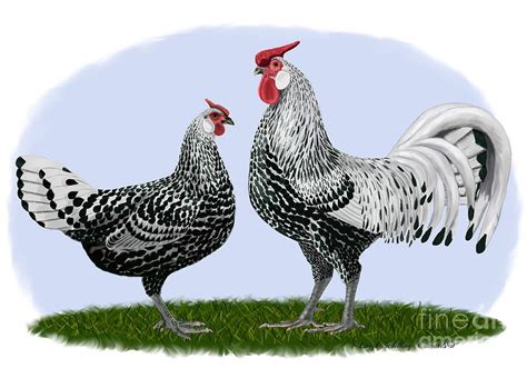 Silver Spangled Hamburg Rooster and Hen Drawing by Leigh Schilling ...