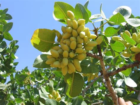 Pistachio Tree: Pictures, Images, Photos, Facts on Pistachio Trees