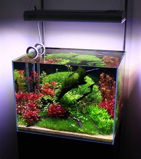 Vibrant Dutch Red and Green Aquarium Plant