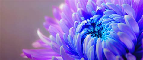 Purple Flower Wallpaper 4K, Chrysanthemum, Closeup, Macro