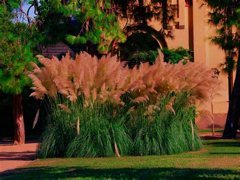 Ornamental Grass Types