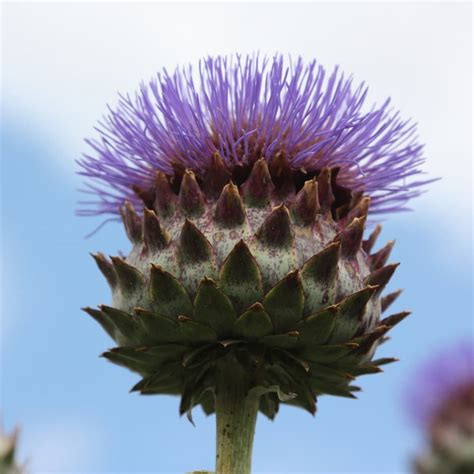 Buy cardoon Cynara cardunculus: £19.99 Delivery by Crocus