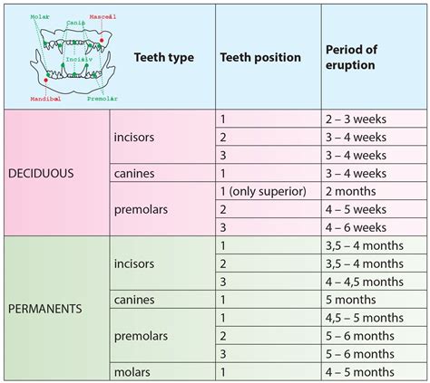 Kitten Food Age Chart