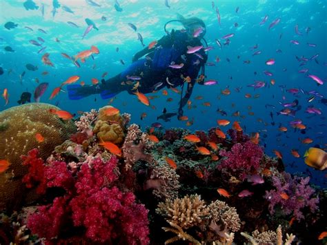 Scuba diving in Fiji. Where to dive and how much it costs