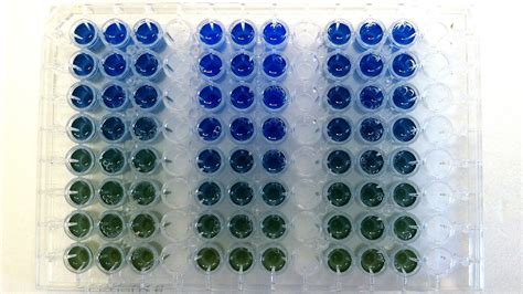 Bradford Protein Assay Bio Rad - Protein Choices