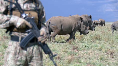 Controversial rhino horn sales eyed as solution to poaching crisis ...