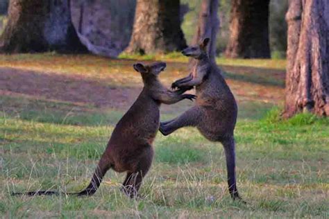 Wallaby Vs. Kangaroo: The Main Differences | Misfit Animals