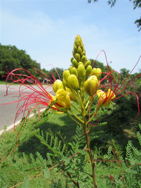 Inspiration - My Texas Flower Garden