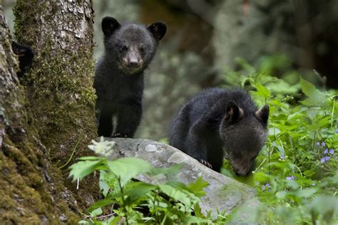 Orphaned bear cub gets a new chance at life in the wild - The Blade