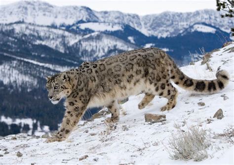 Camera Trap Captures Snow Leopards in Nanda Devi National Park ...