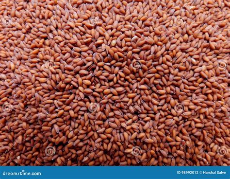 Garden Cress Seeds stock photo. Image of agriculture - 98992012