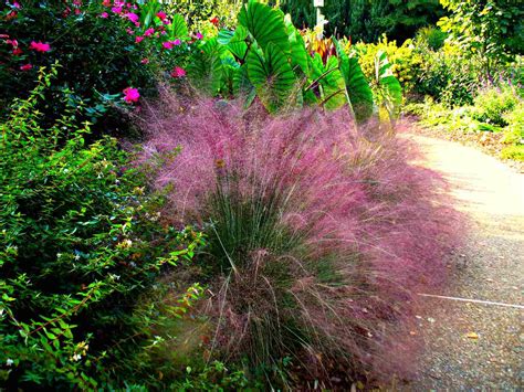 12 Best Ornamental Grasses for Your Landscape