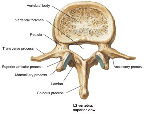 Illustration of lumbar vertebrae showing vertebral body, pedicles ...