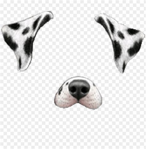 Free download | HD PNG snapchat snapchatfilter filter dogface dog face ...