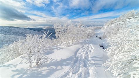 Russia Snow Tree On Winter With Clouds And Blue Sky Background HD ...