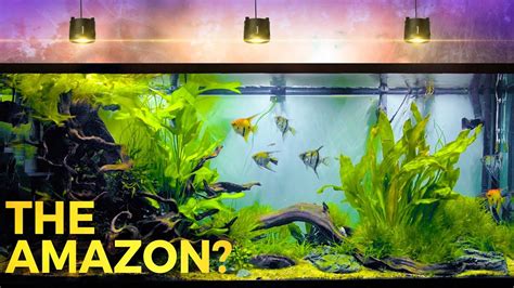 Amazon river fish aquarium 477468-Amazon river fish aquarium ...