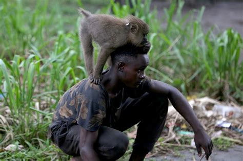 Tamed Gabonese monkeys face long journey back to the wild