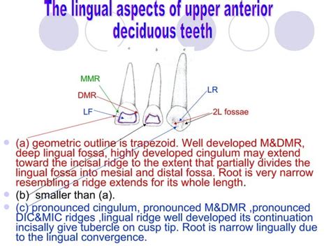 07. The Deciduous Teeth - Dentition