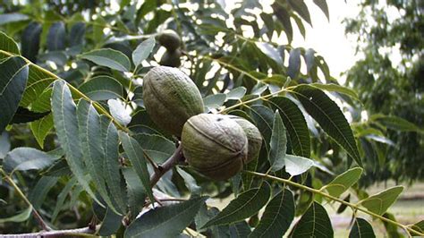 How to grow pecan trees: It takes more than one for a crop