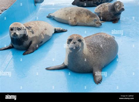 Seal pups at Skegness Natureland & Seal Sanctuary in Skegness ...