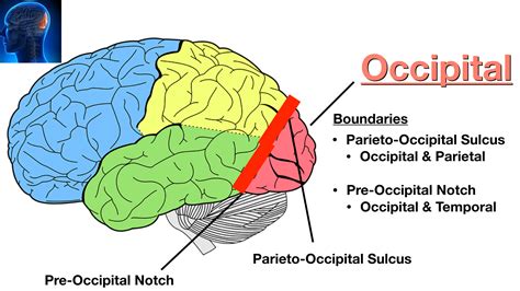 Lobes of the Brain: Cerebral Cortex Anatomy, Function, Labeled Diagram ...