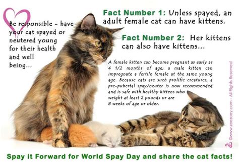 Spay & Neuter Information – CATsNAP