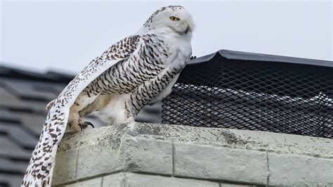 ‘Extremely Rare’ Snowy Owl Sighting Transfixes a California Suburb ...