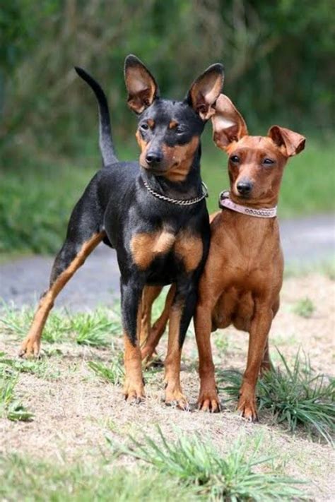 Miniature Pinscher Dog Breed Information, Images, Characteristics, Health