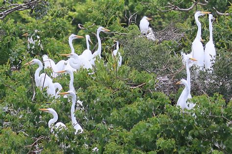 The Vineyard Gazette - Martha's Vineyard News | Great Egret Nesting ...