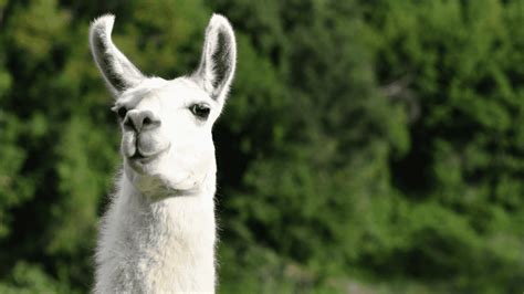 Llamas in medical research