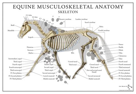 Equine Skeletal System Poster | Anatomy bones, Horse anatomy, Horse bones