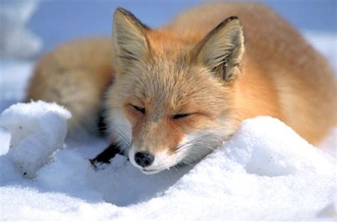 Fox - A-Z Animals