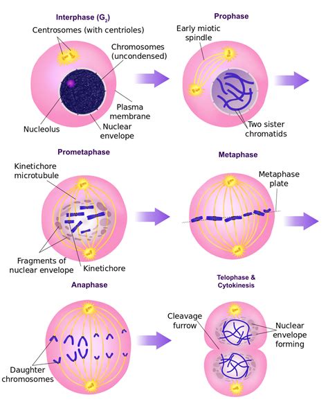 5 Stages Of Mitosis Diagram