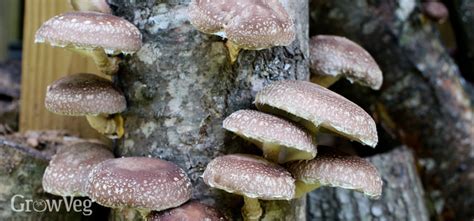 Growing Shiitake Mushrooms on Logs