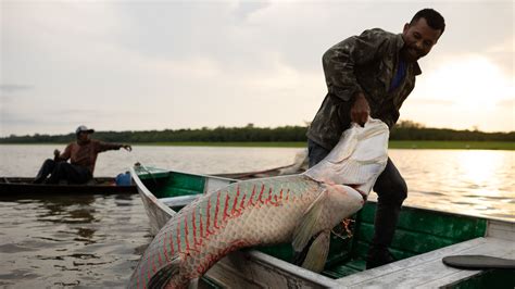 Rare good news from the Amazon: Gigantic fish are thriving again : NPR