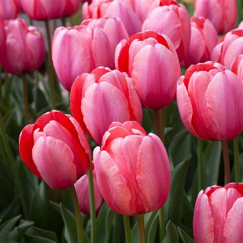 White Flower Farm Pink Perennial Tulip | White Flower Farm