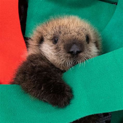 Two rescued baby sea otters find forever home at Georgia Aquarium - ABC ...