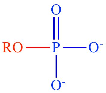 Illustrated Glossary of Organic Chemistry - Phaosphate ester ...