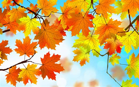 Fall Leaves Background Images