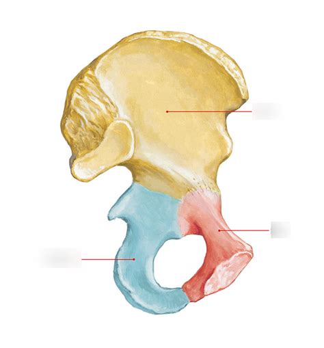 Ischium Bone Diagram | Quizlet