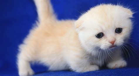 Five Things You Didn't Know about the Scottish Fold Munchkin