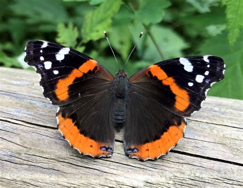 Awesome Year for Painted Ladies | Royal Ontario Museum