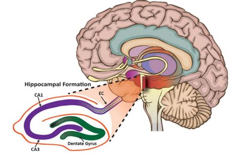 What is Hippocampus? - Creative Diagnostics